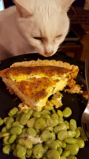 Quiche with Simon Kitty Watching on-1